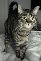Lost Female Cat last seen Indian Trail and 106 Avenue in Indian Pond Community, Cooper City, FL 33328
