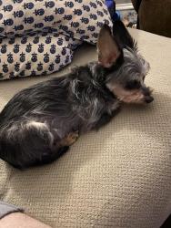 Lost Male Dog last seen Minnetonka Beach City Hall, Minnetonka Beach, MN 55391