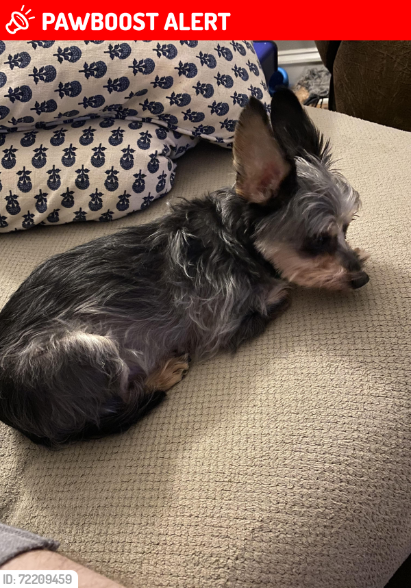 Lost Male Dog last seen Minnetonka Beach City Hall, Minnetonka Beach, MN 55391