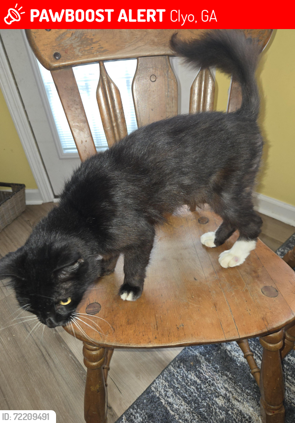 Lost Female Cat last seen Near green morgan school rd clyo,  ga, Clyo, GA 31303