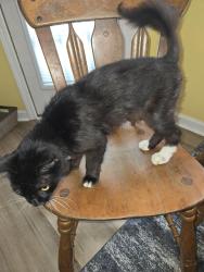 Lost Female Cat last seen Near green morgan school rd clyo,  ga, Clyo, GA 31303