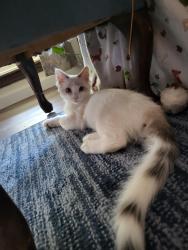 Lost Female Cat last seen W Fremont & N Ferger Ave, Fresno, CA, Fresno County, CA 93704