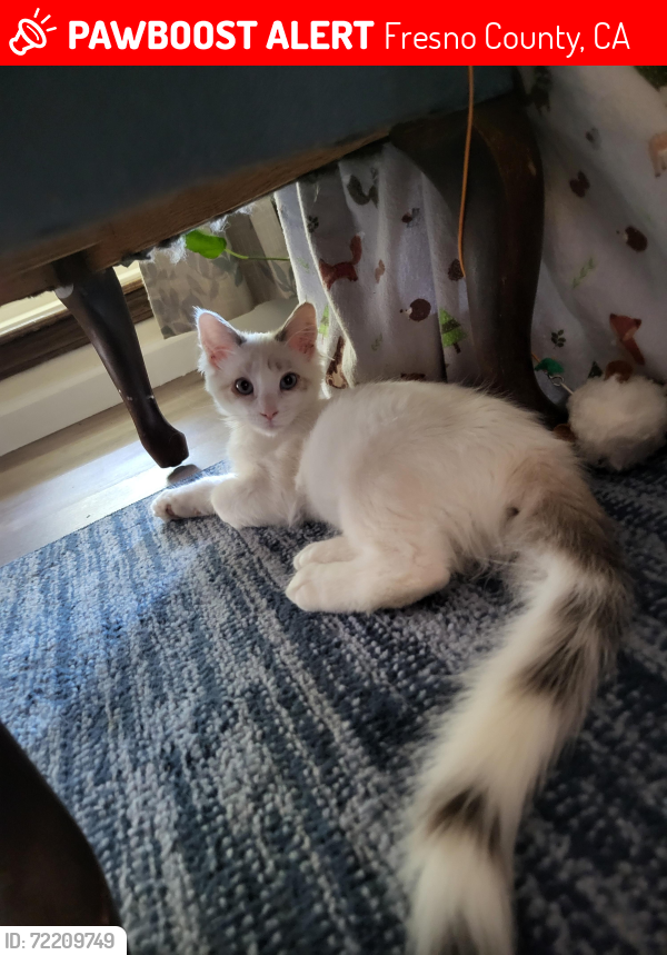 Lost Female Cat last seen W Fremont & N Ferger Ave, Fresno, CA, Fresno County, CA 93704