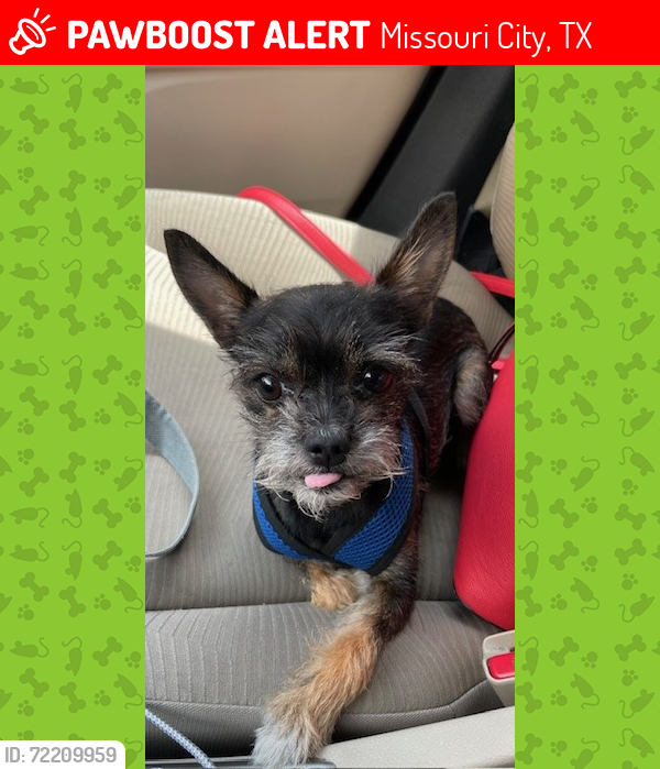 Lost Male Dog last seen w hampton circle, Missouri City, TX 77071