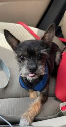 Lost Male Dog last seen w hampton circle, Missouri City, TX 77071