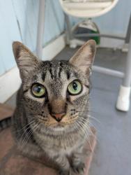Lost Male Cat last seen Shenandoah and rutherford, Austin, TX 78753