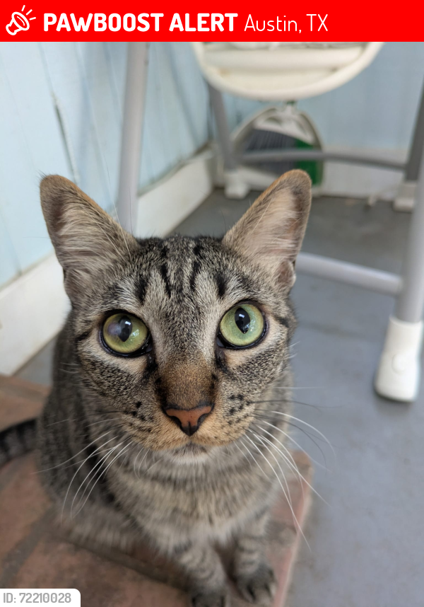 Lost Male Cat last seen Shenandoah and rutherford, Austin, TX 78753