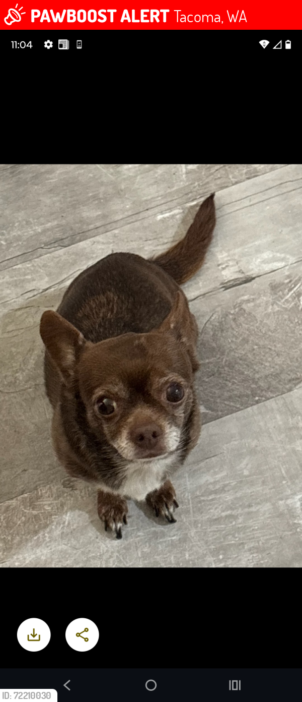 Lost Female Dog last seen 39th & E T ST, Tacoma, WA 98404