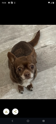 Lost Female Dog last seen 39th & E T ST, Tacoma, WA 98404