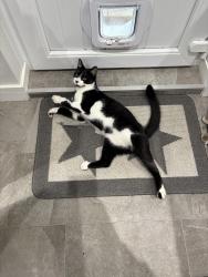 Lost Male Cat last seen West Bridgford , West Bridgford, England NG2 5JW