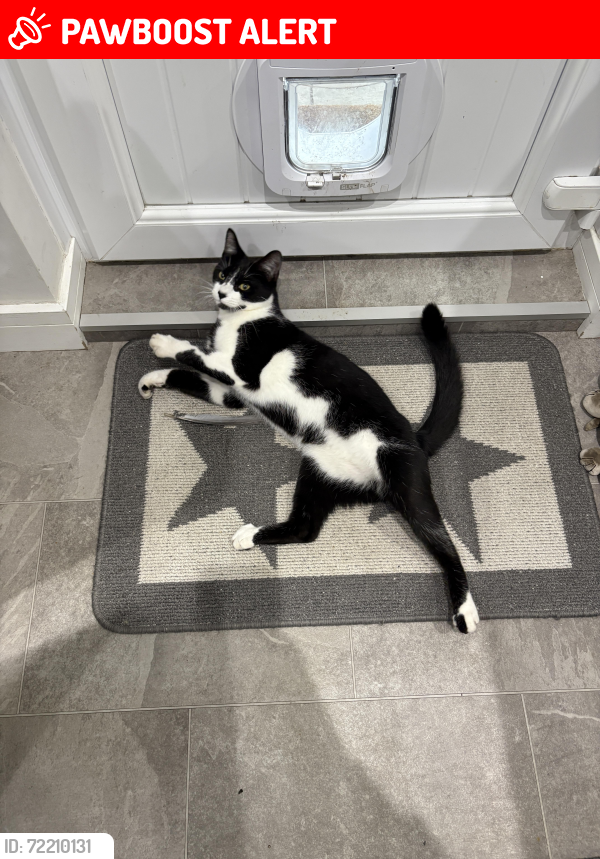 Lost Male Cat last seen West Bridgford, West Bridgford, England NG2 5JW