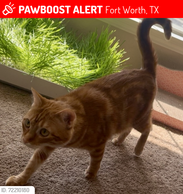 Lost Female Cat last seen Basswood and Mesa Verde Trail, Fort Worth, TX 76137