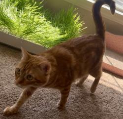 Lost Female Cat last seen Basswood and Mesa Verde Trail, Fort Worth, TX 76137