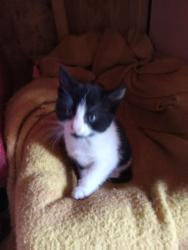 Lost Female Cat last seen might also be in nevada, Filer, ID 83328