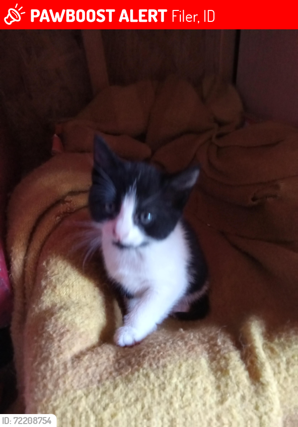 Lost Female Cat last seen might also be in nevada, Filer, ID 83328