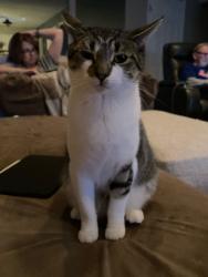 Lost Female Cat last seen Bentwood Drive, Delran, NJ 08075