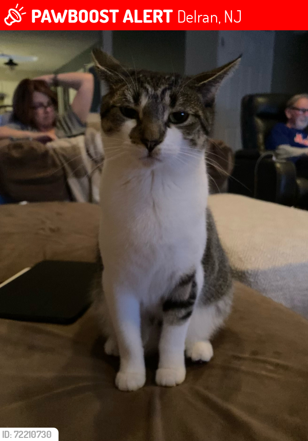 Lost Female Cat last seen Bentwood Drive, Delran, NJ 08075