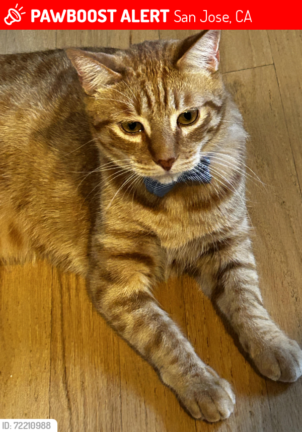 Lost Male Cat last seen New Jersey * Wyrick. San Jose, San Jose, CA 95124