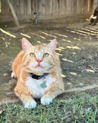 Lost Male Cat last seen Sequoia and Lyon, Sanger, CA 93657