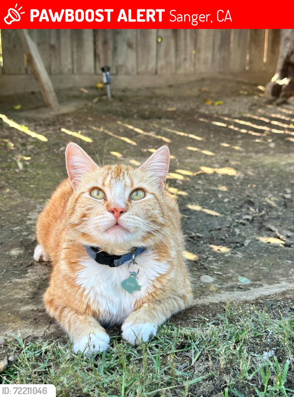 Lost Male Cat last seen Sequoia and Lyon, Sanger, CA 93657