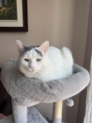 Lost Female Cat last seen Lake rd DDO near highschool Des Sources, Dollard-Des Ormeaux, QC 