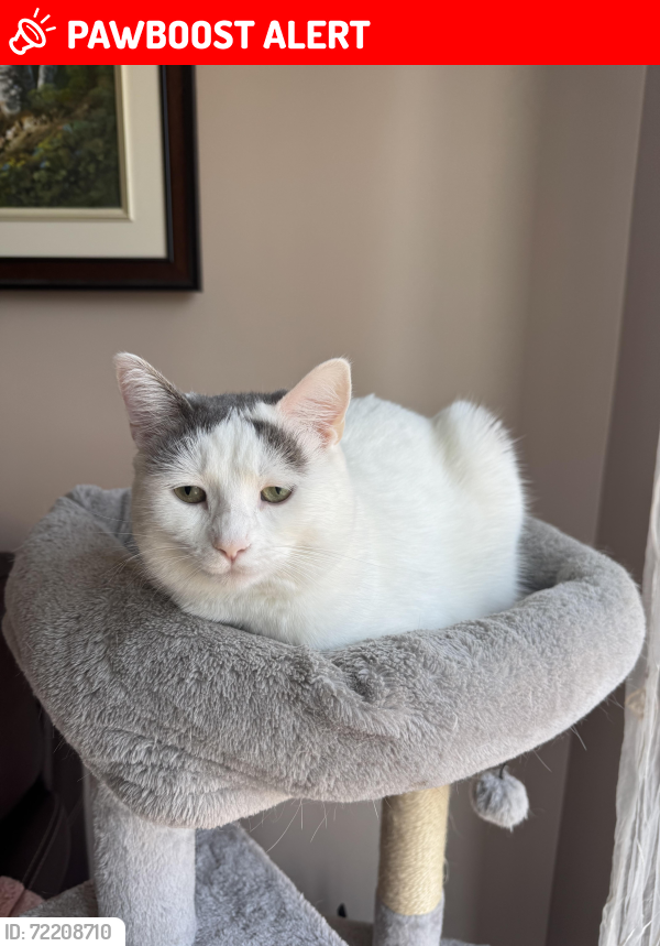 Lost Female Cat last seen Lake rd DDO near highschool Des Sources, Dollard-Des Ormeaux, QC 