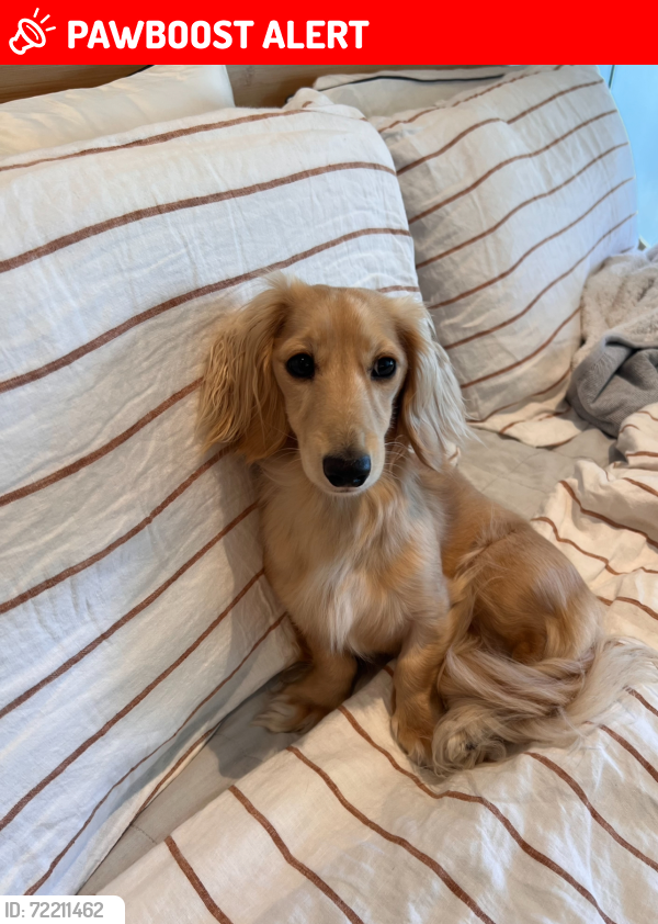 Lost Female Dog last seen Nauru’s street, fig tree pocket, Fig Tree Pocket, QLD 4069