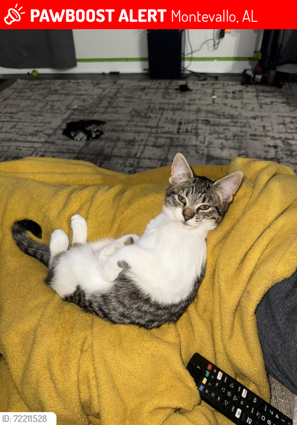 Lost Female Cat last seen Hwy 119, oakdale drive , Montevallo, AL 35115