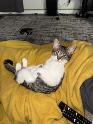 Lost Female Cat last seen Hwy 119, oakdale drive , Montevallo, AL 35115