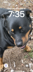 Lost Male Dog last seen Fort hood street, Killeen, TX 76549