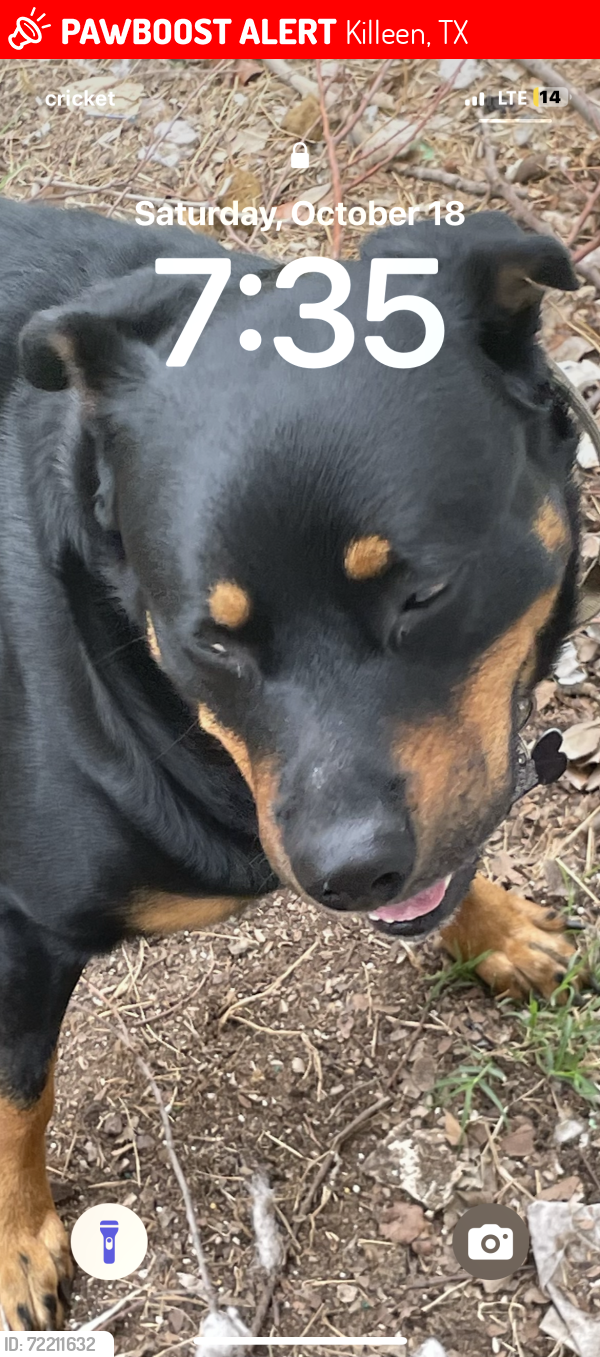 Lost Male Dog last seen Fort hood street, Killeen, TX 76549