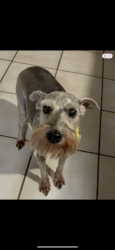Lost Female Dog last seen Griffin Pkwy and Los Ébanos Rd., Mission, TX 78572