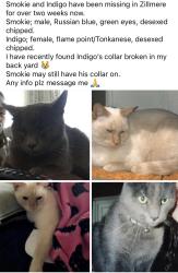 Lost Male Cat last seen Victory Street , Zillmere, QLD 4034