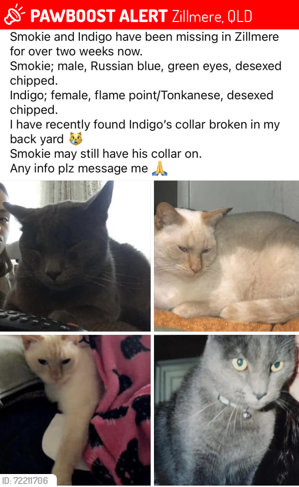 Lost Male Cat last seen Victory Street , Zillmere, QLD 4034