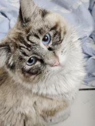 Lost Male Cat last seen Gee Creek, Casselberry, FL 32707