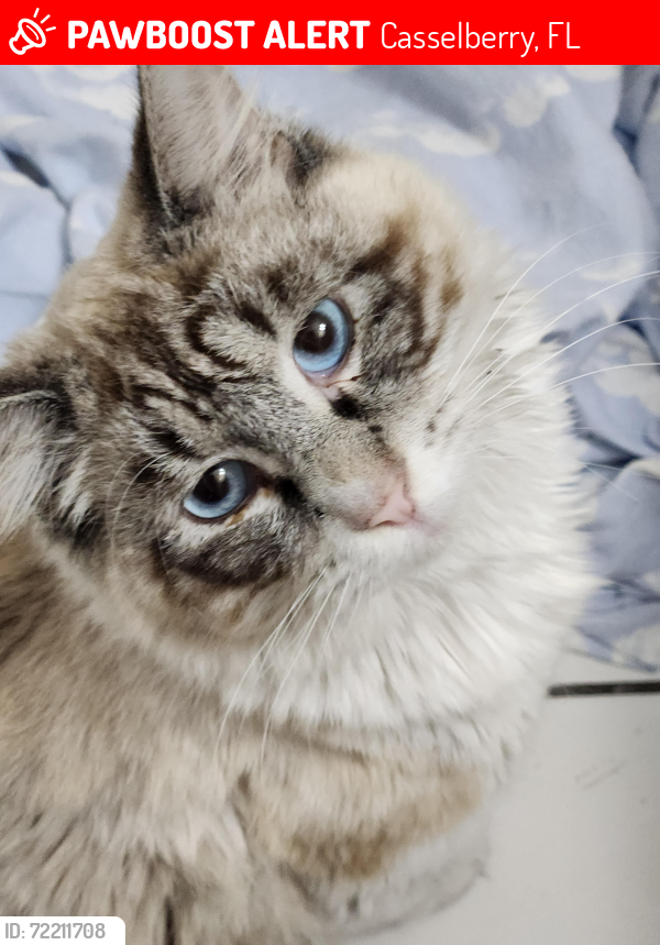 Lost Male Cat last seen Gee Creek, Casselberry, FL 32707