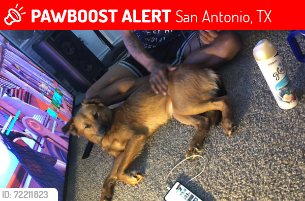 Lost Female Dog last seen East side rigsby ave, San Antonio, TX 78210