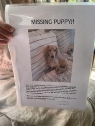 Lost Female Dog last seen Norman street, Fig Tree Pocket, QLD 4069