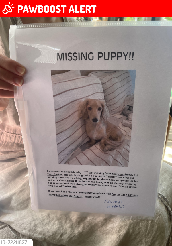 Lost Female Dog last seen Norman street, Fig Tree Pocket, QLD 4069
