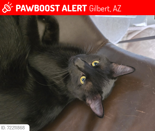 Lost Male Cat last seen Elliot Rd and Lindsay Rd, Gilbert, AZ 85296