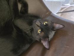 Lost Male Cat last seen Elliot Rd and Lindsay Rd, Gilbert, AZ 85296