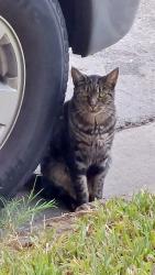 Lost Male Cat last seen California Ave and Arlington , Riverside, CA 92504