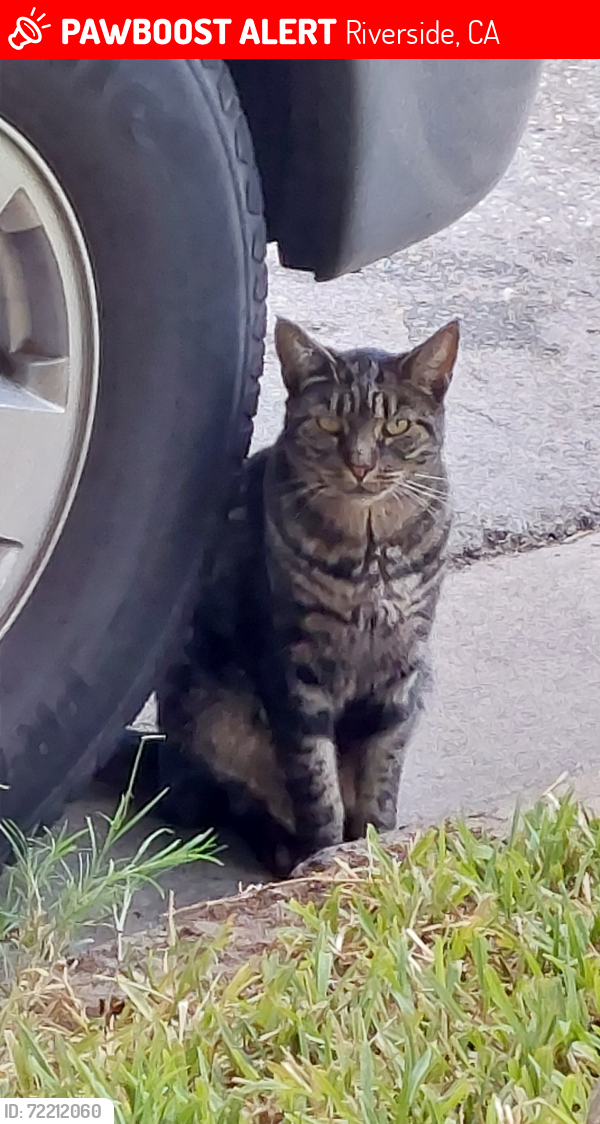 Lost Male Cat last seen California Ave and Arlington , Riverside, CA 92504