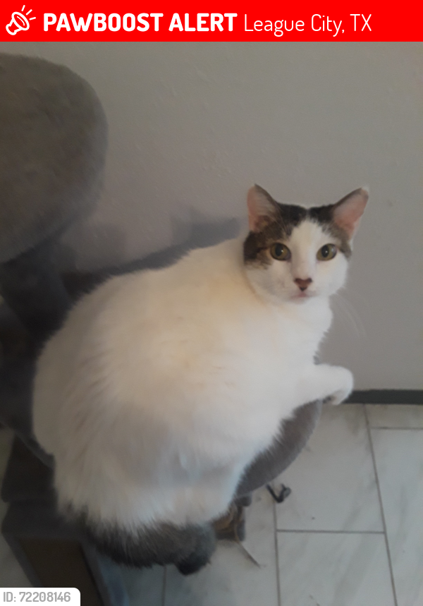 Lost Male Cat last seen Lone Star Court in Country Side South in League City, League City, TX 77573