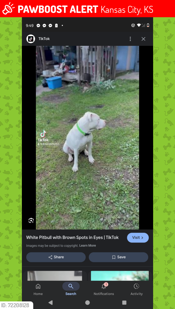 Lost Female Dog last seen 91st and leavenworth, Kansas City, KS 66112