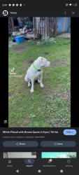 Lost Female Dog last seen 91st and leavenworth, Kansas City, KS 66112