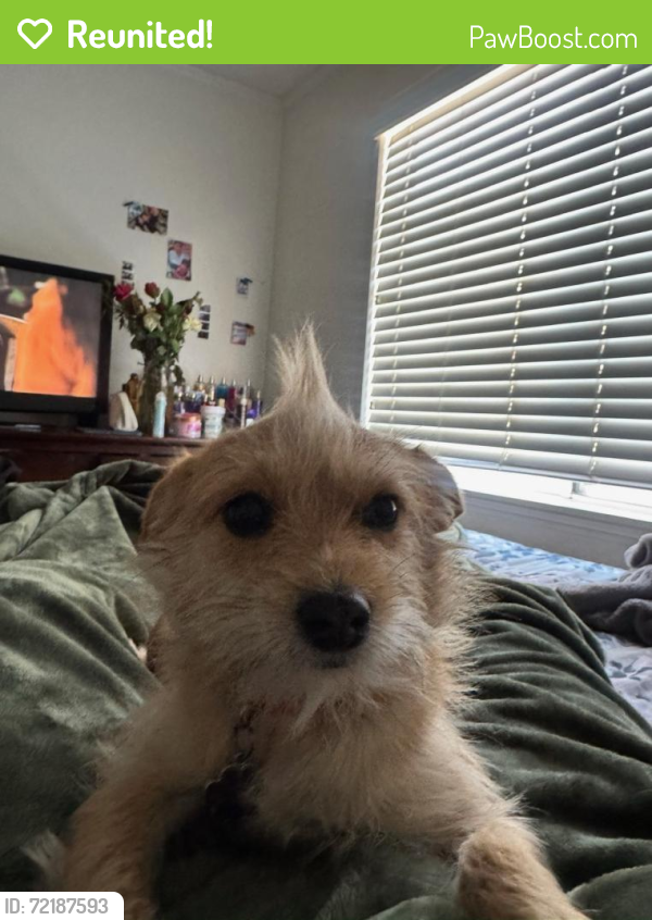 Reunited Female Dog in Las Vegas, NV 89183 (ID: 72187593) | PawBoost