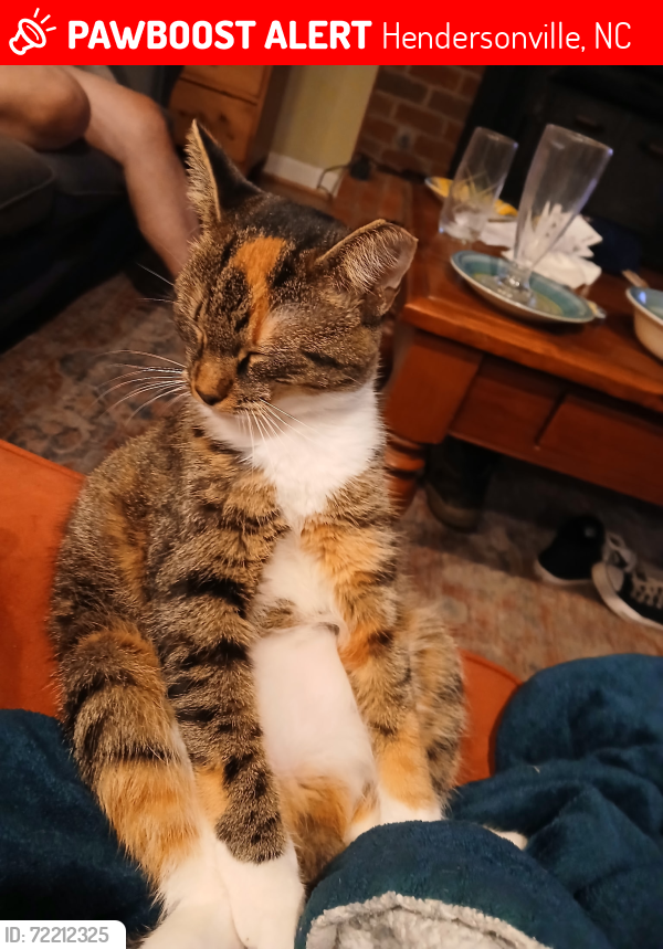 Lost Female Cat last seen Near Peaceful Orchard Dr Hendersonville , Hendersonville, NC 28792