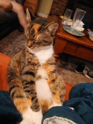 Lost Female Cat last seen Near Peaceful Orchard Dr Hendersonville , Hendersonville, NC 28792