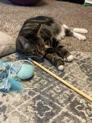 Lost Female Cat last seen Northgate estates Mary Ester, Fort Walton Beach, FL 32548